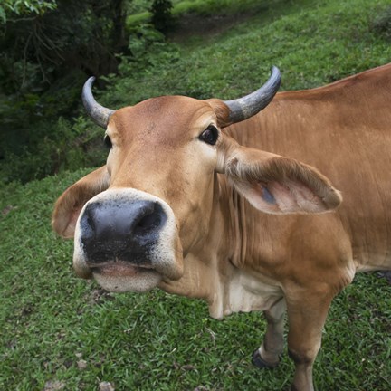 Framed Cow Closeup Print