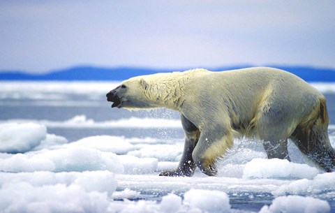 Framed Polar Bear on Ice Float Print