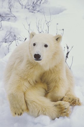 Framed Polar Bear Resting Print