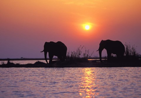 Framed Elephants at Sunset Print