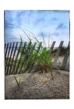 Framed Beach Grass With Fence And Border Print