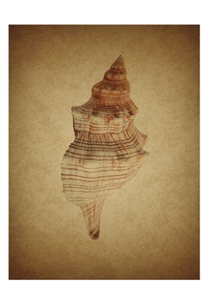 Framed Sepia Shell 8 Print