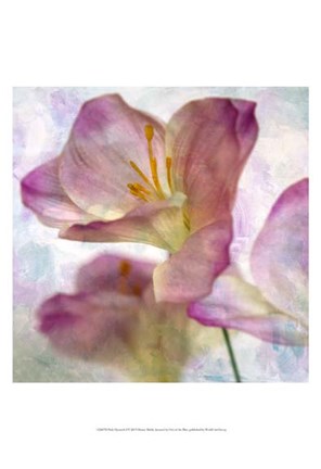 Framed Pink Hyacinth I Print