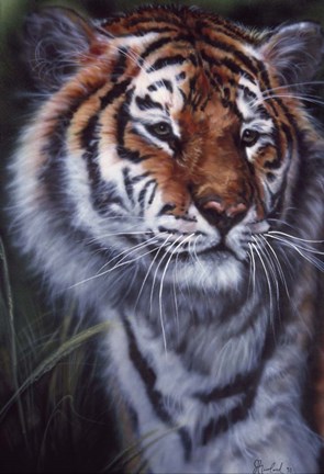 Framed Tiger In The Midst Print