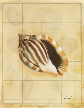 Framed Shell Grid II Print