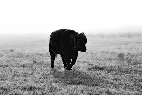 Framed Bull After Ice Storm Print