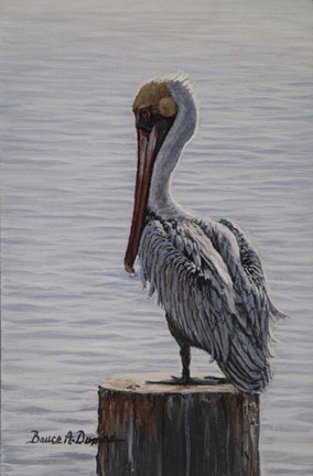 Framed Resting Pelican Print