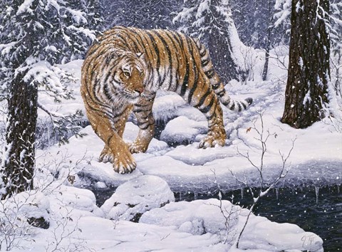 Framed Silent Hunter- Siberian Tiger Print