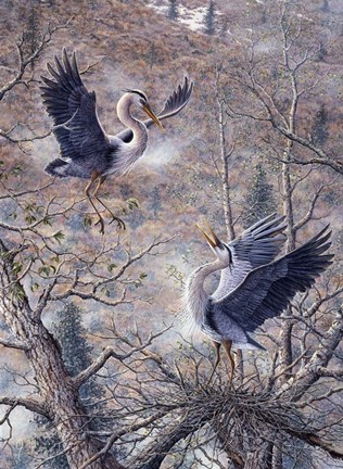 Framed Nesting Time - Great Blue Herons Print