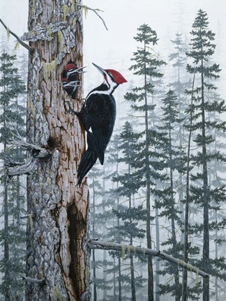 Framed Piliated Woodpeckers Print