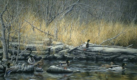 Framed Early Morning Mallards Print