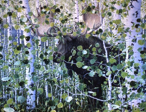 Framed Moose Print