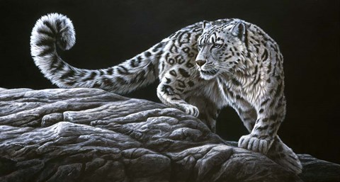 Framed Snow Leopard Print