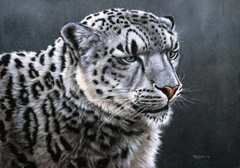 Framed Snow Leopard Print