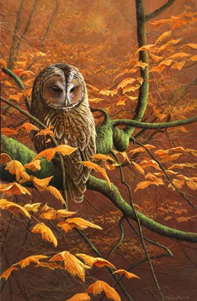 Framed Autumn Tawny Owl Print