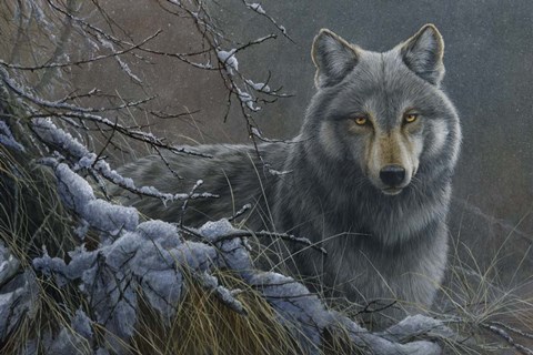 Framed Grey Wolf Print