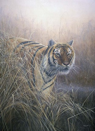 Framed Tiger At Dawn Print