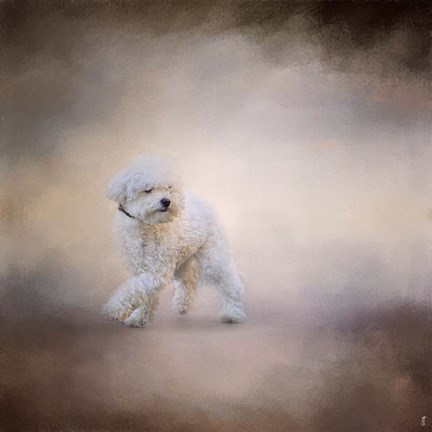 Framed Bichon On The Go Print