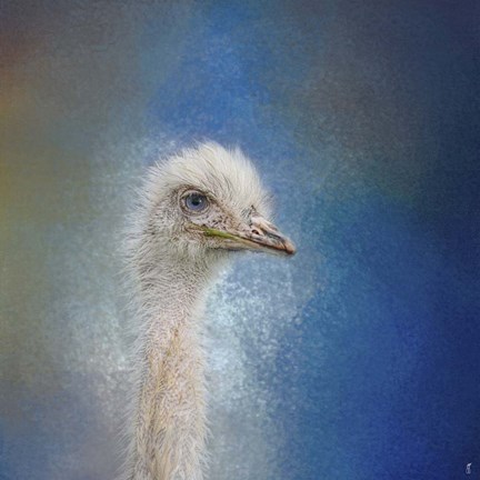 Framed Blue Eyed Beauty Ostrich Print
