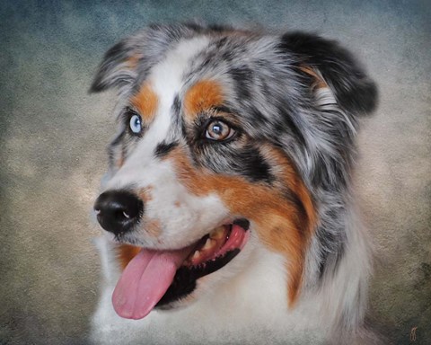 Framed Blue Merle Australian Shepherd Portrait Print