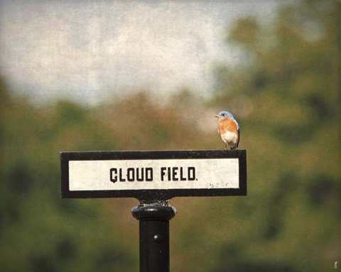 Framed Bluebird At Cloud Field Print