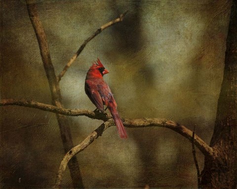 Framed Cardinal On A Branch Print
