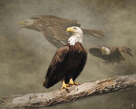 Framed Dreaming Of Freedom Bald Eagles Print