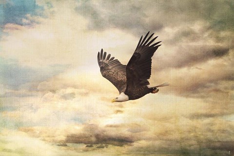 Framed Early Evening Flight Bald Eagle 1 Print