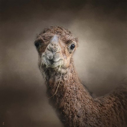 Framed Eat Your Veggies Camel Print