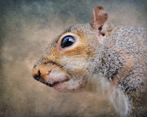 Framed Gray Squirrel Portrait Print