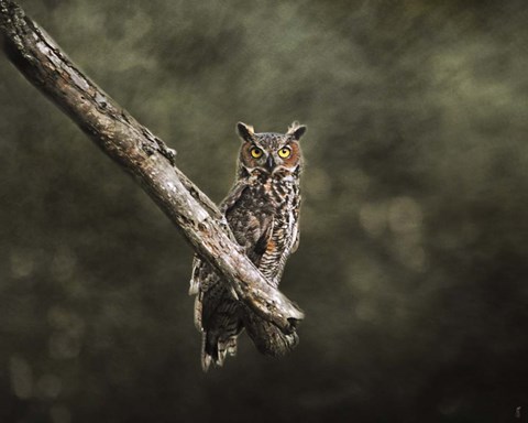 Framed Great Horned Owl At Shiloh Print