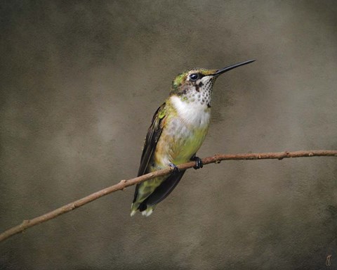Framed Hummingbird Portrait Print