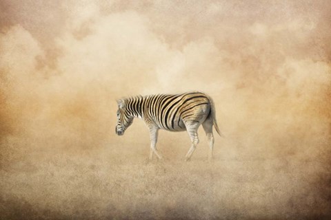 Framed Indian Summer Zebra Print