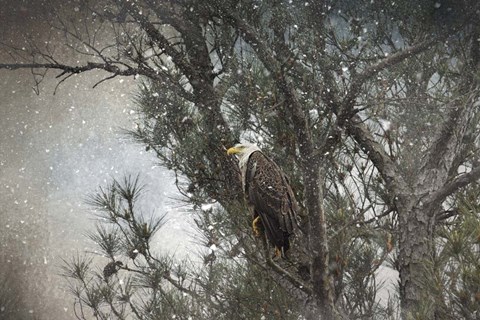 Framed Last Winter Blast Bald Eagle Print