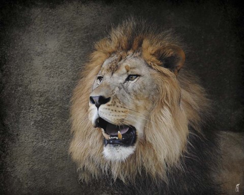 Framed Male Lion Portrait 2 Print