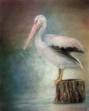 Framed Perched Pelican Print