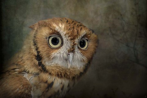 Framed Portrait Of An Eastern Screech Owl Print