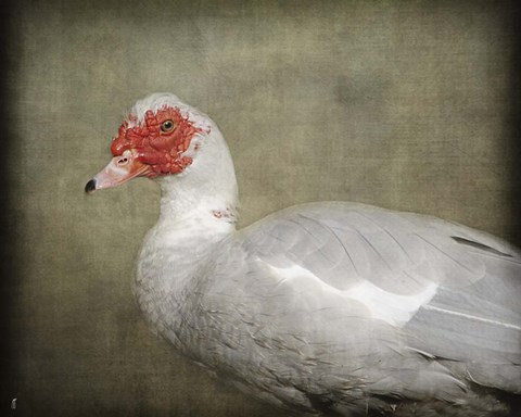 Framed Red Head Muscovy Duck Print