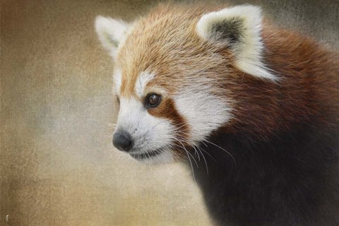 Framed Red Panda Watching Print