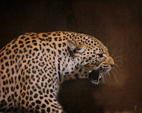 Framed Snarling Leopard Print