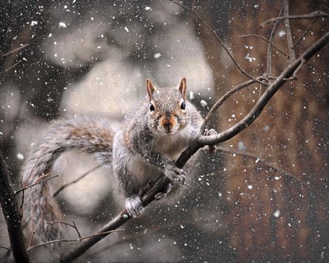 Framed Snow Day Squirrel Print