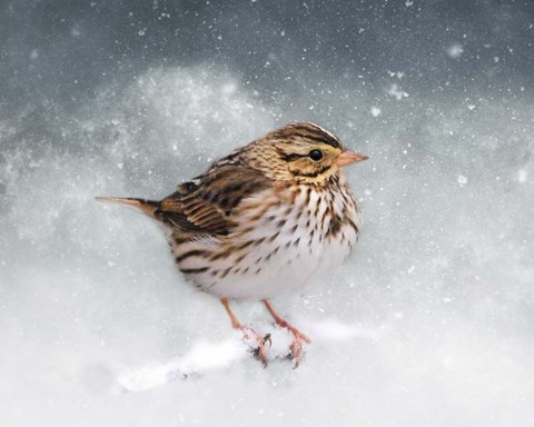 Framed Snow Sparrow Print