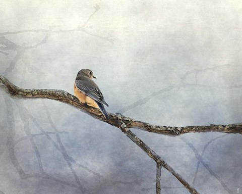 Framed Solitude Bluebird Print