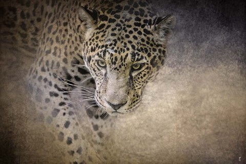 Framed Stalking Her Prey Leopard Print