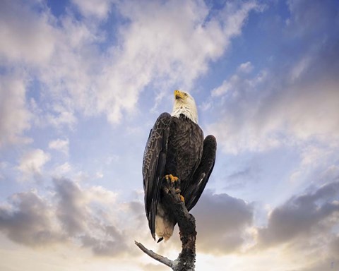 Framed View From The Top Bald Eagle Print