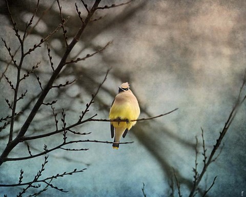 Framed Waxwing At Winter Sunset Print