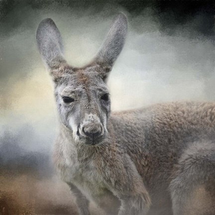 Framed Western Grey Kangaroo Print