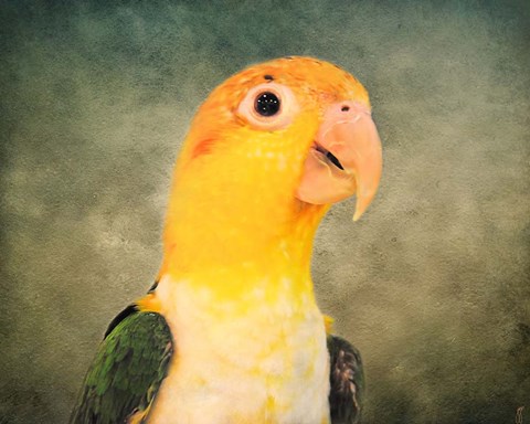 Framed White Bellied Caique Portrait Print