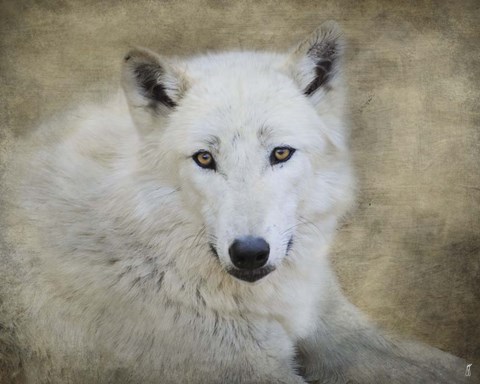 Framed White Wolf Portrait Print