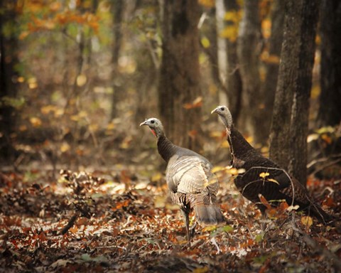 Framed Wild Turkey In The Woods Print